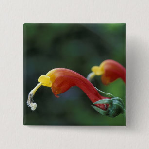 Central America, Panama, Chiriqui Province, 2 Inch Square Button