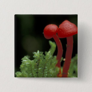 Central America, Panama, Chiriqui Province, 2 Inch Square Button
