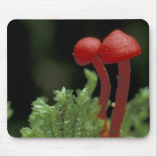 Central America, Panama, Chiriqui Province, 2 Mouse Pad