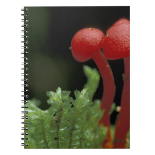 Central America, Panama, Chiriqui Province, 2 Notebook