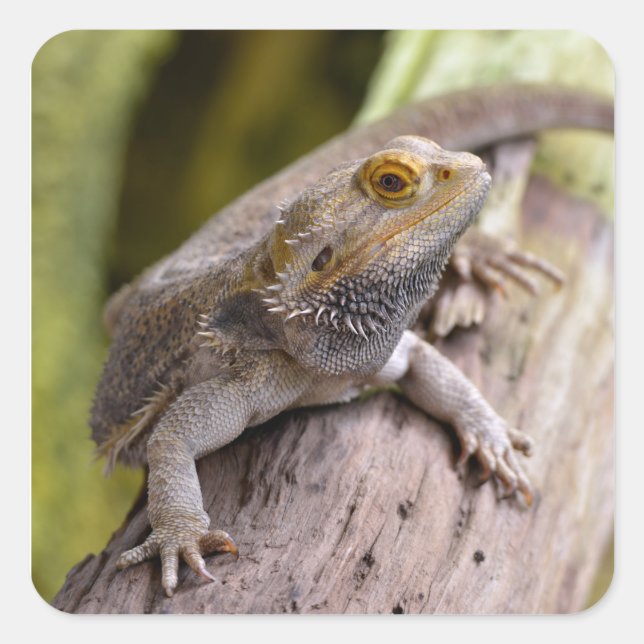 Central bearded dragon on branch postcard square sticker (Front)
