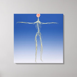 Central Nervous System With Human Brain Canvas Print