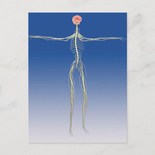 Central Nervous System With Human Brain Postcard (Front)