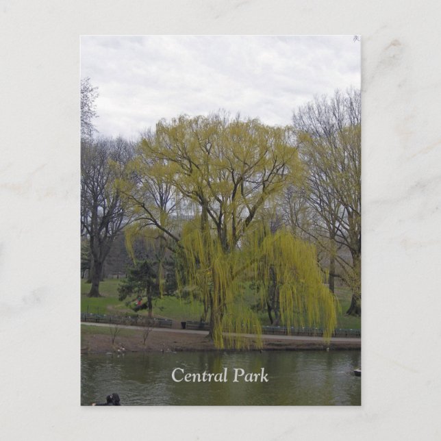 Central Park 003 Postcard (Front)