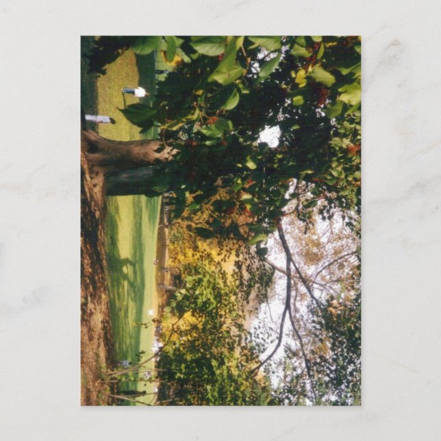 Central Park in Autumn Postcard (Front)