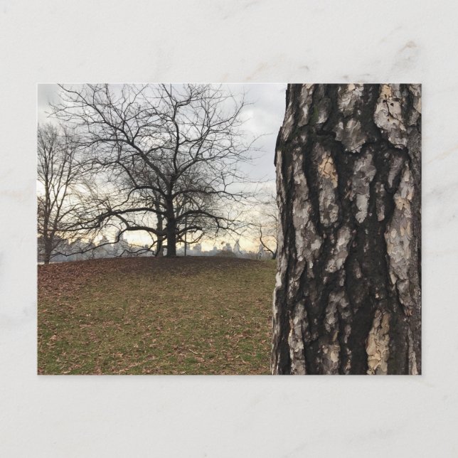 Central Park New York City NYC Tree Photo Carte po (Devant)