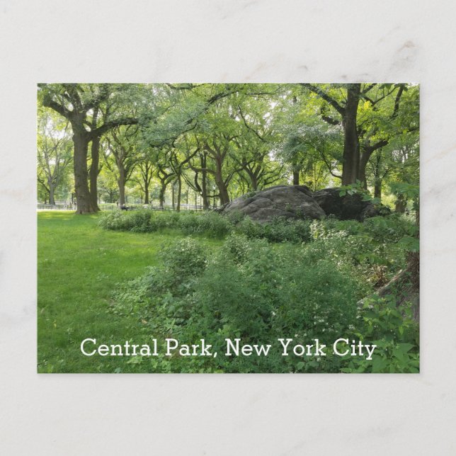 Central Park New York Summer Green Scenic View Postcard (Front)