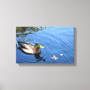 Central Park NYC Conservatory Water Mallard Duck Canvas Print