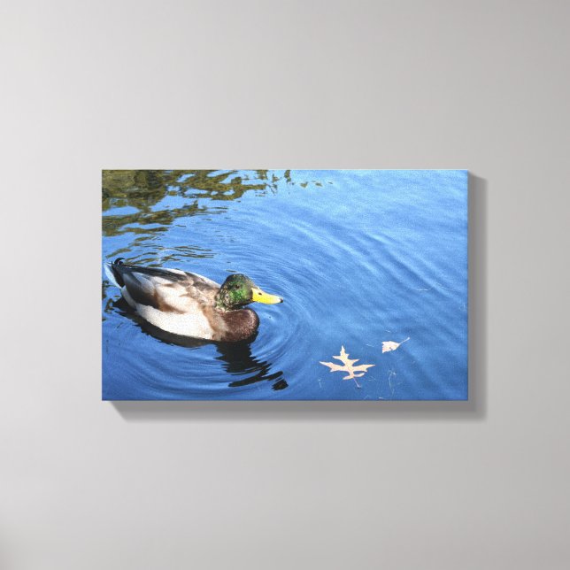 Central Park NYC Conservatory Water Mallard Duck Canvas Print (Front)