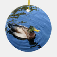 Central Park NYC Conservatory Water Mallard Duck
