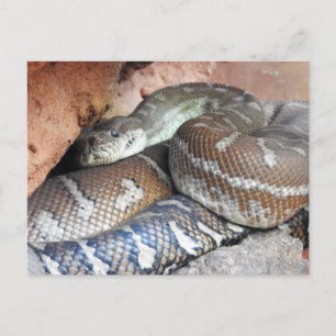 Centralian Carpet Python Postcard