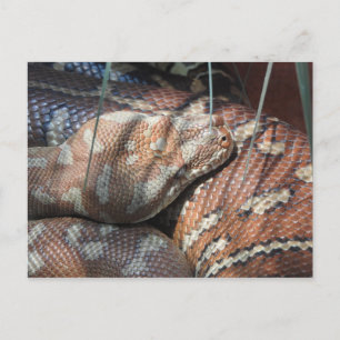 Centralian Carpet Python Postcard