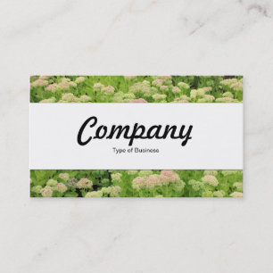Centre Band  - Sedum (Autumn Joy) Business Card