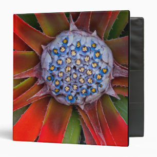 Centre of a blooming agave - San Francisco Binder