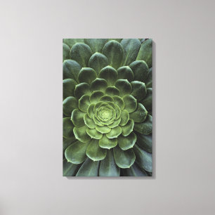Centre of Cactus Canvas Print