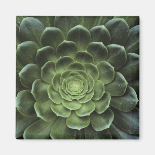 Centre of Cactus Magnet