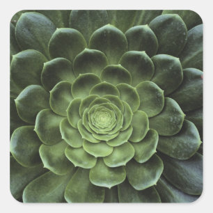 Centre of Cactus Square Sticker