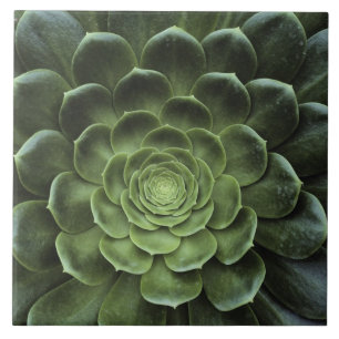 Centre of Cactus Tile