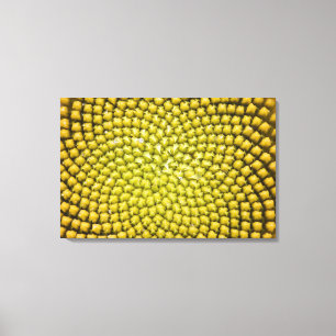 Centre of giant Sunflower (Helianthus annuus) Canvas Print