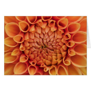 Centre Orange Dahlia Fleur Blanc À L'Intérieur