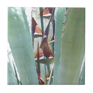 Century or Agave Tile