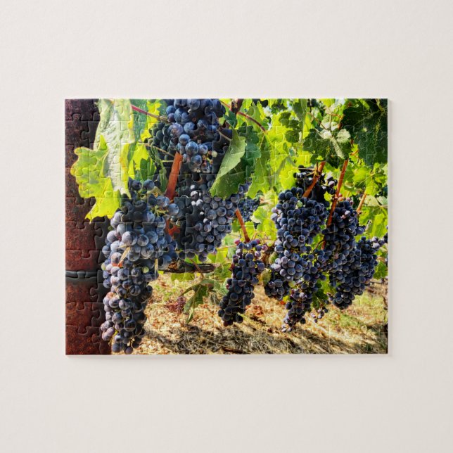 Cépages de vin Jigsaw Puzzle (Horizontal)