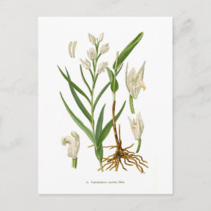 Cephalanthera ensifolia postcard