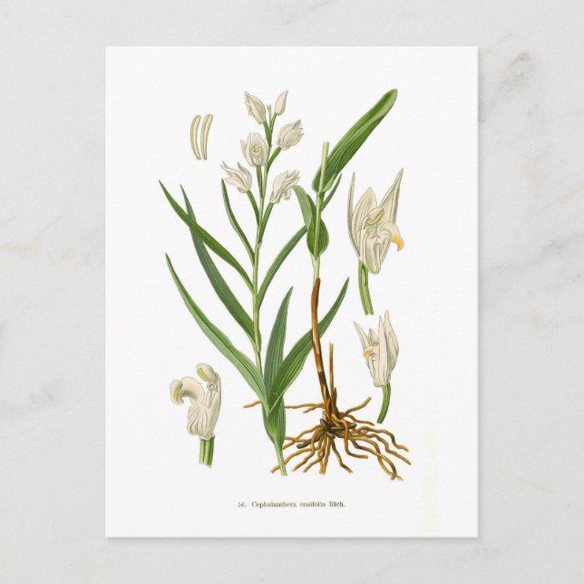 Cephalanthera ensifolia postcard (Front)