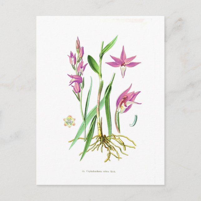 Cephalanthera rubra postcard (Front)