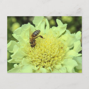 Cephalaria Gigantea with a Bee Postcard