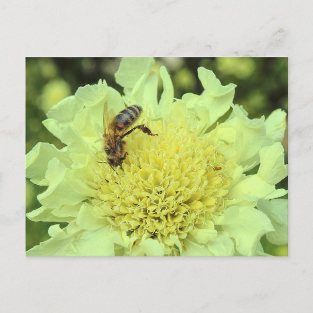 Cephalaria Gigantea with a Bee Postcard (Front)