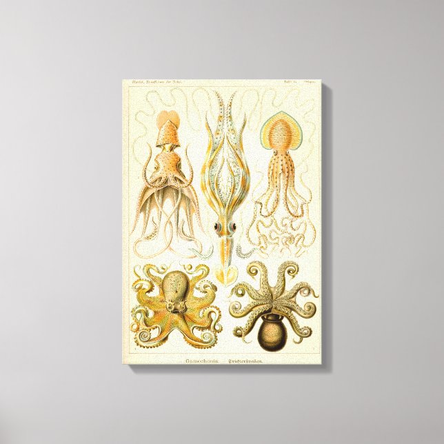 Cephalopod Octopus Squid Marine Nature Canvas Print (Front)