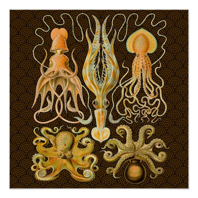 Cephalopod Octopus Squid Marine Nature Poster (Front)