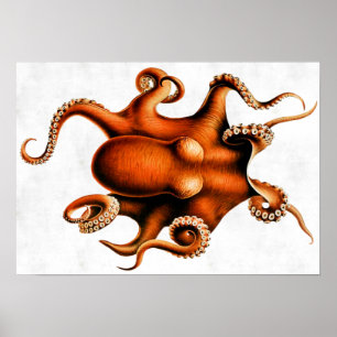 Cephalopoda of the Hawaiian Islands Poster