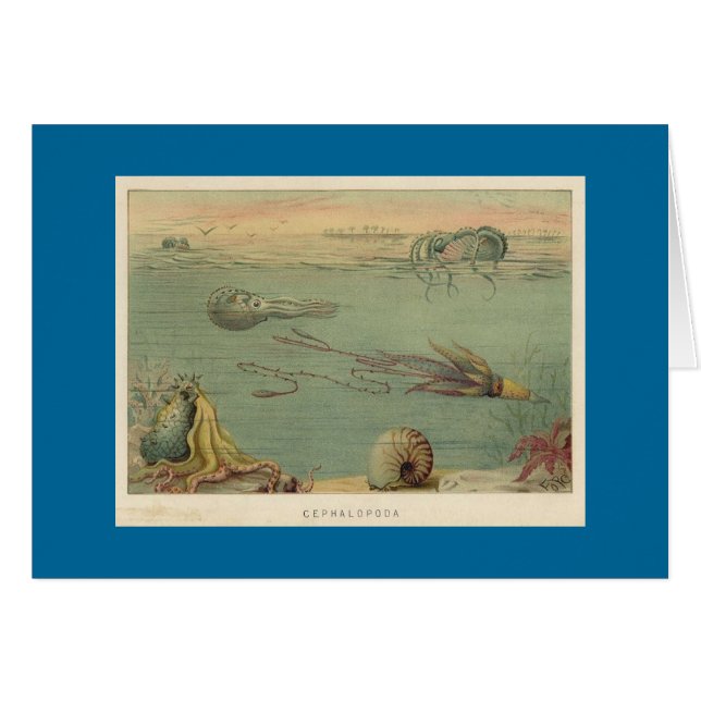 Céphalopodes (Devant horizontal)