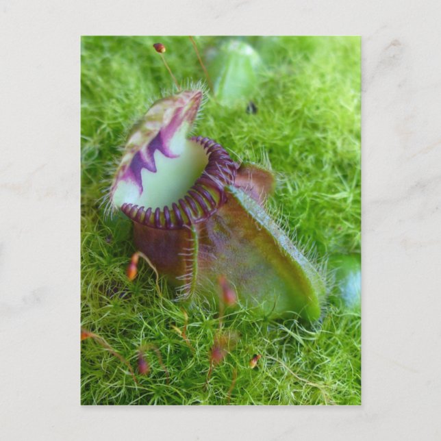 Cephalotus Postcard (Front)