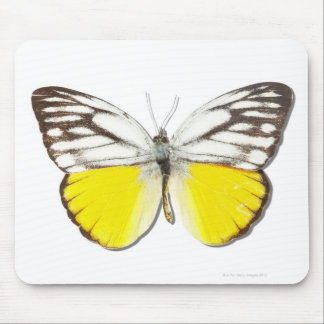 Cepora aspasia mouse pad