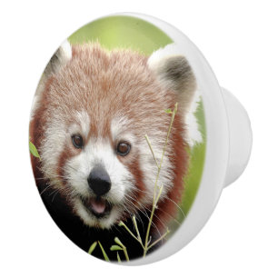 Ceramic Knob Photo red panda , animals 0177.