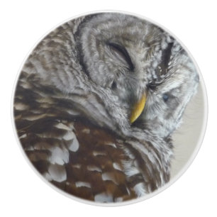 Ceramic owl Door knob