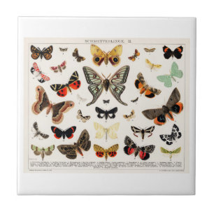 CERAMIC TILE : ANTIQUE BUTTERFLY  MOTH LITHOGRAPH 