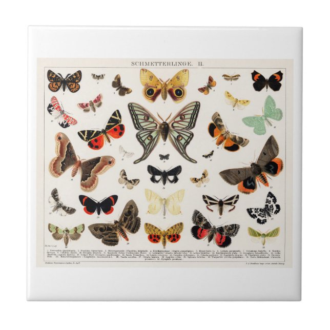 CERAMIC TILE : ANTIQUE BUTTERFLY  MOTH LITHOGRAPH  (Front)