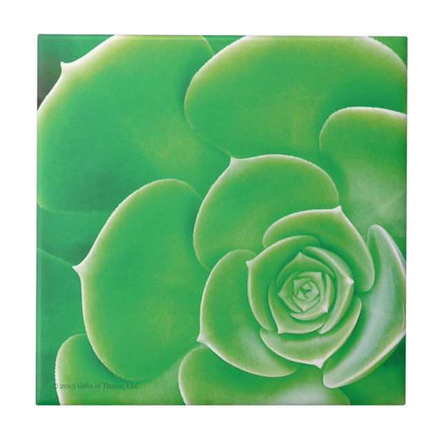 Ceramic Tile - Blooming Green Succulent (Front)