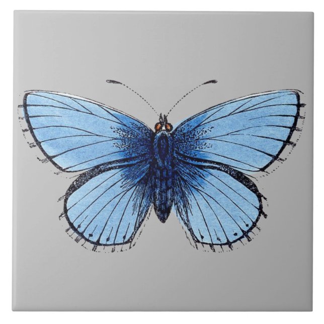 Ceramic Tile - Blue Butterfly Light Grey (Front)