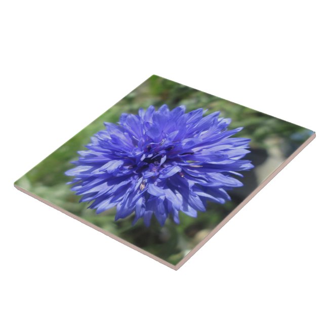 Ceramic Tile - Cornflower Blue Bachelor's Button (Side)