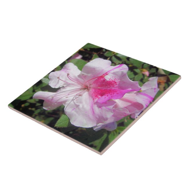 Ceramic Tile - George Taber Azalea (Side)