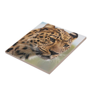 Ceramic Tile Leopard