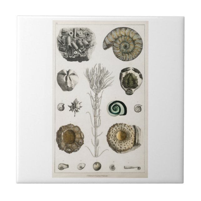 CERAMIC TILE VINTAGE "FOSSILS" OLIVER GOLDSMITH (Front)