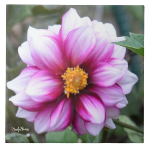 Ceramic tile with pink and white dahlia