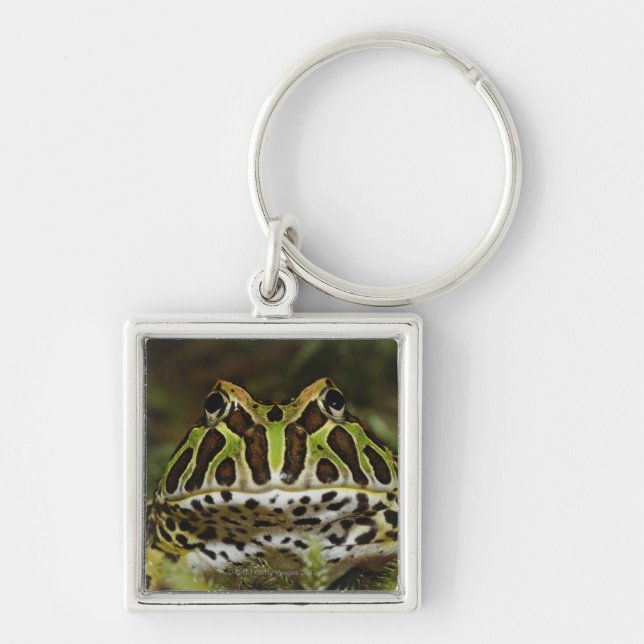 Ceratophrys cranwelli keychain (Front)