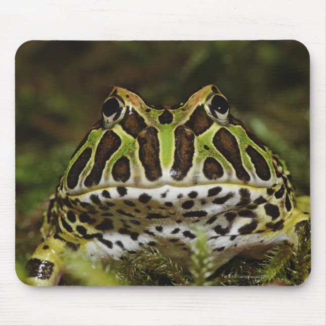 Ceratophrys cranwelli mouse pad (Front)